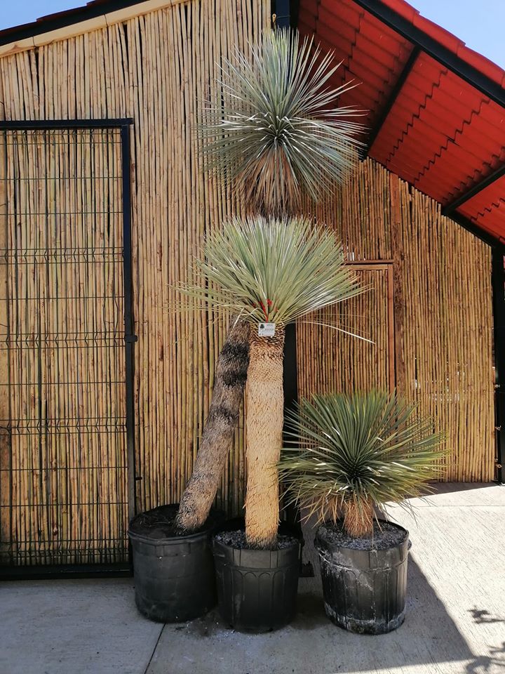 50662 paisajismo velasquez