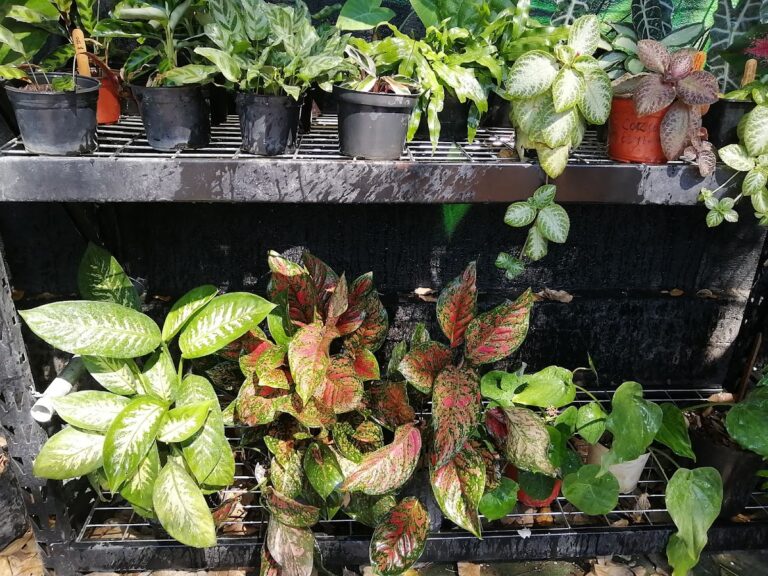 50664 colibri estudio verde 768x576