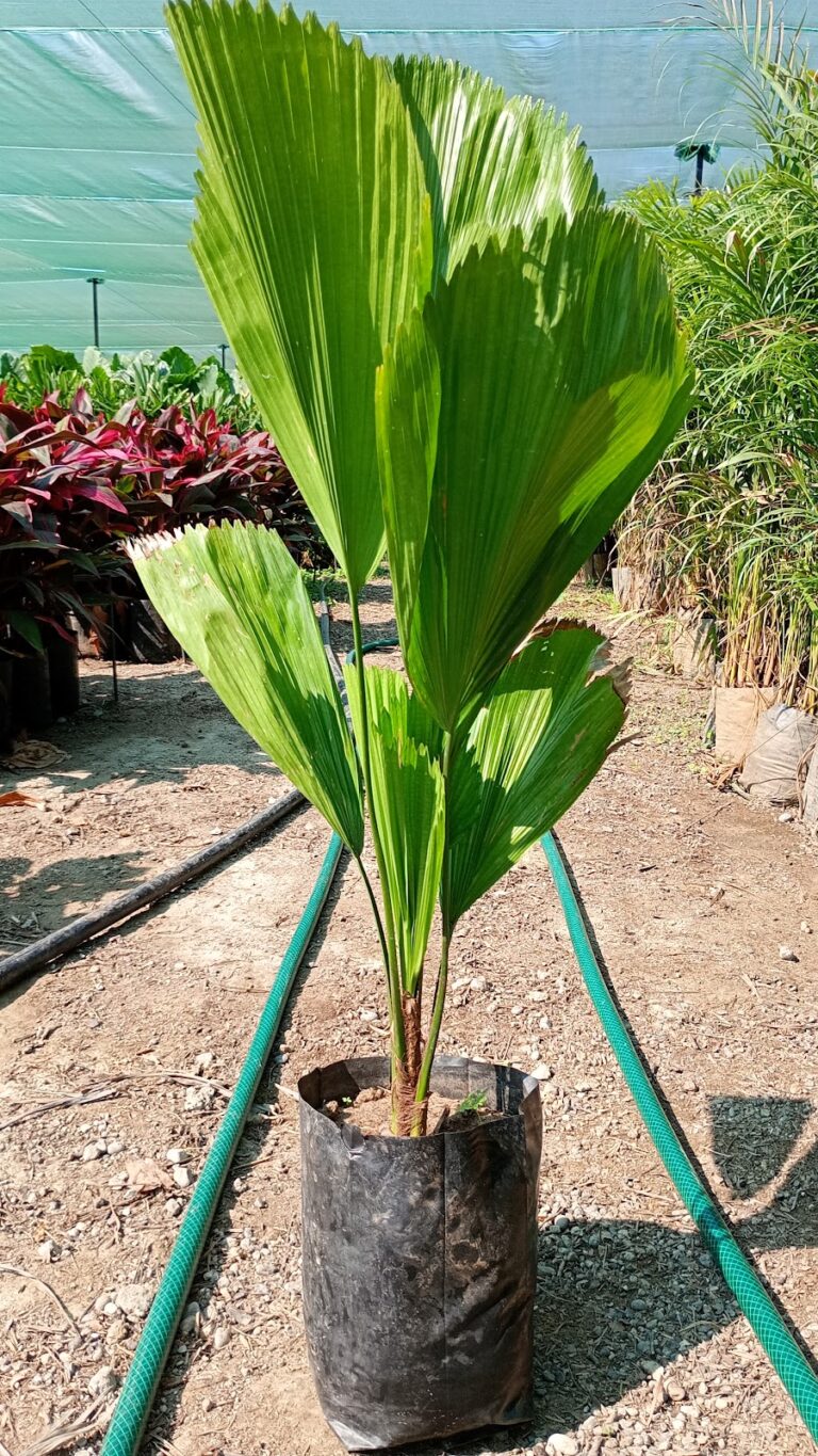 50687 vivero paisajismo e instalaciones punta de mita 768x1365