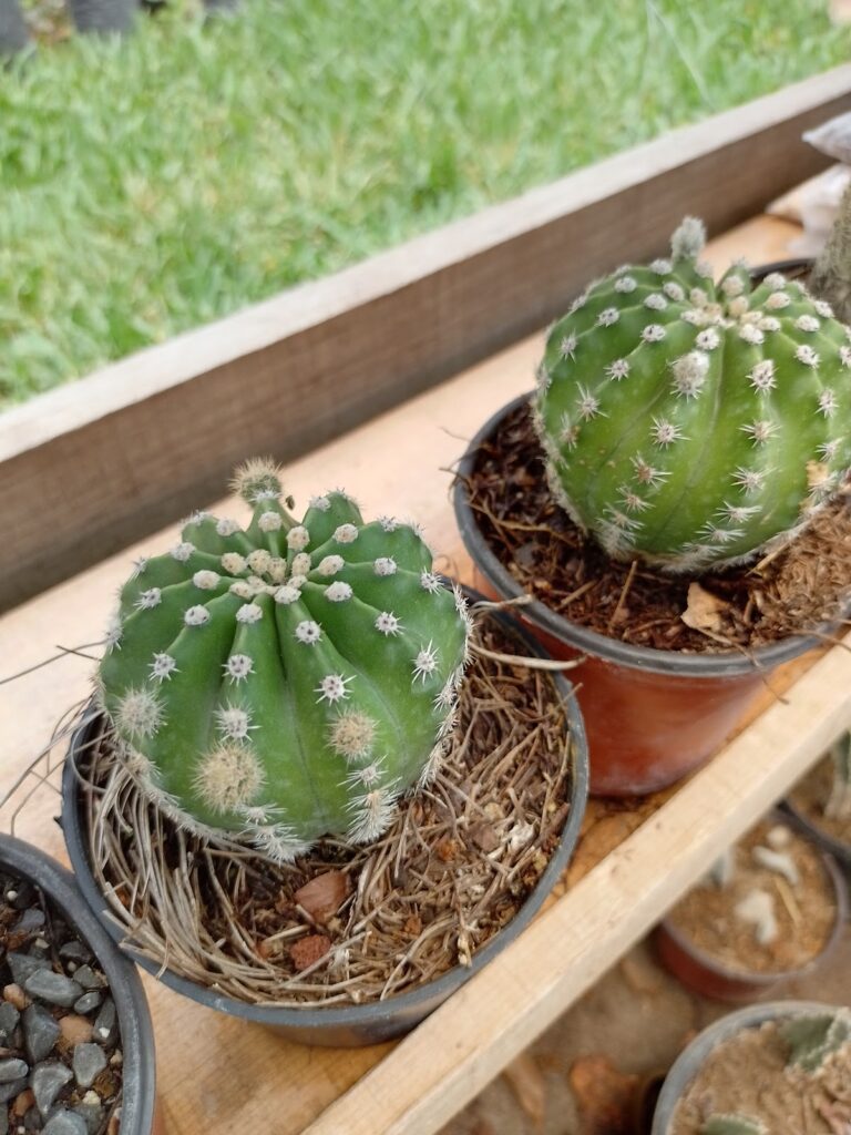 50724 vivero 8220el jardin8221 768x1024