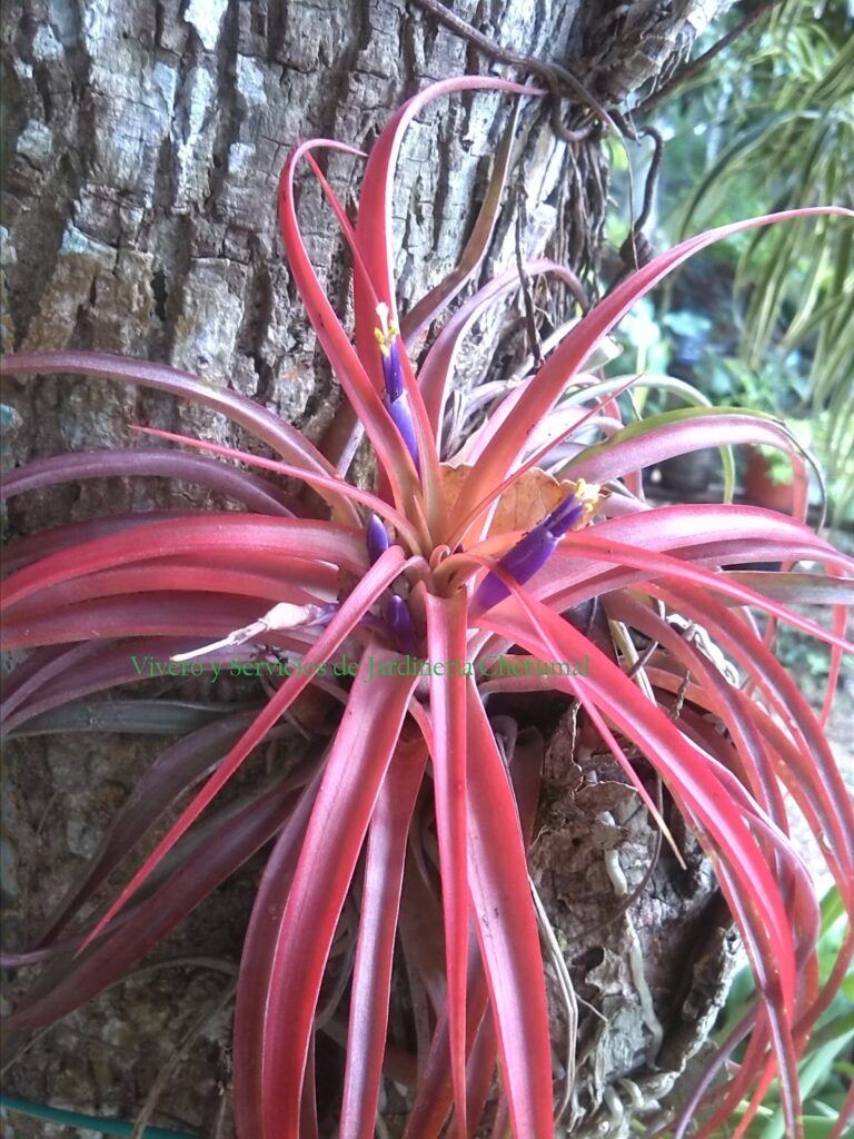 50726 vivero y servicios de jardineria chetumal 768x1024