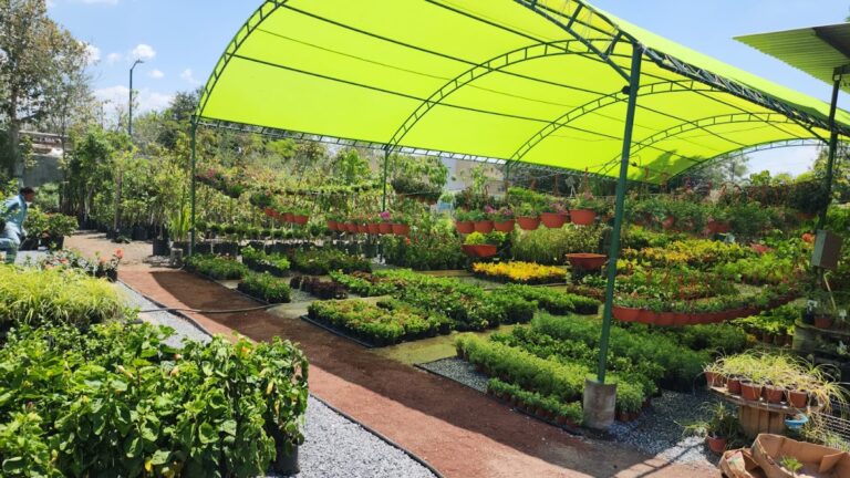 50769 viveros de reynosa matriz 768x432