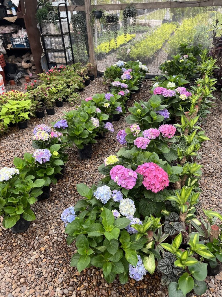 50794 vivero lozano ☀️ 768x1024