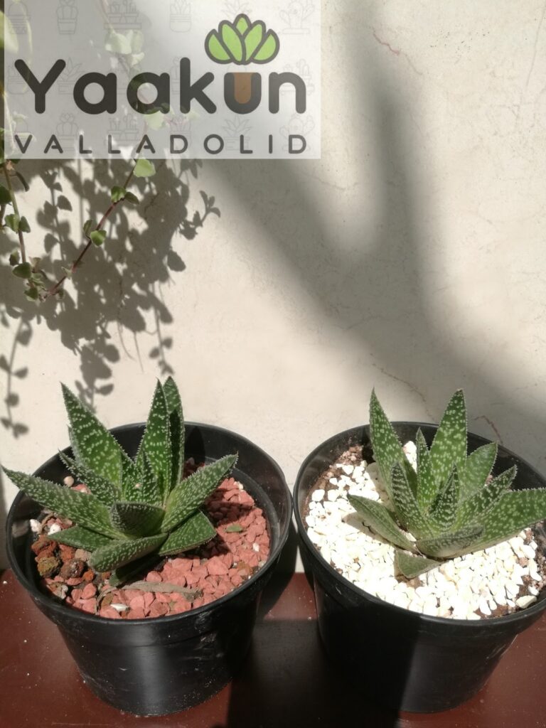 50818 yaakun valladolid 768x1024