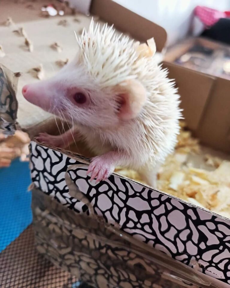 51391 mascota planeta 768x960