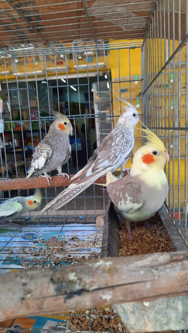 51425 acuario y tienda de mascotas rancho los coyotes manzanillo 768x1364