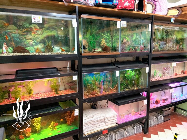 51446 acuario vision 768x576