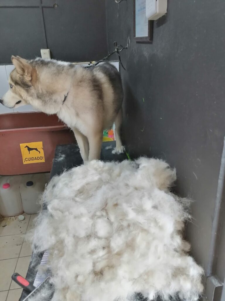 51452 exotic pets 768x1024