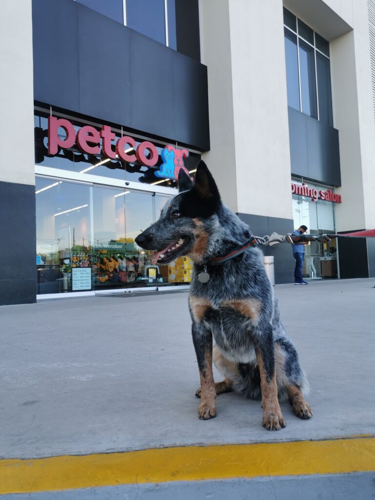 51468 petco pachuca 768x1024