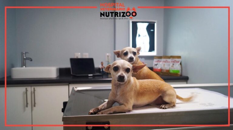 51488 hospital veterinario de especialidades nutrizoo 768x431