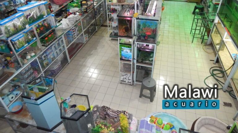 51495 acuario malawi 768x431