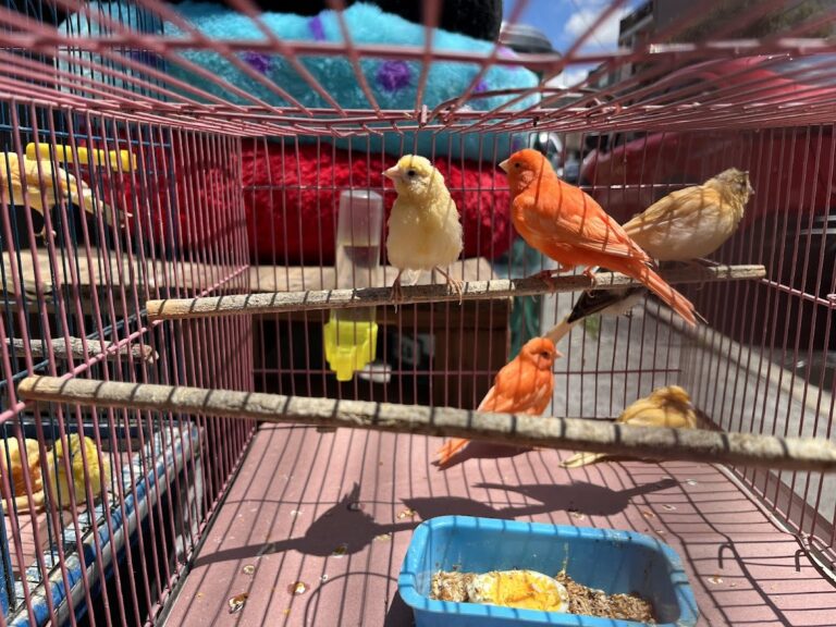 51519 villafon exotics 768x576