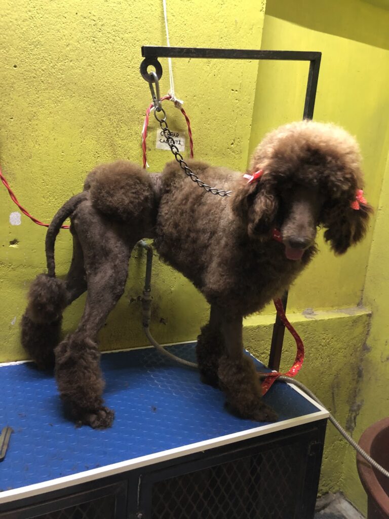 51552 tienda de mascotas domestika 768x1024