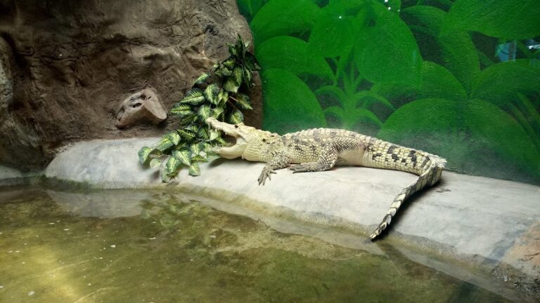 51608 la jungla de timo 768x432