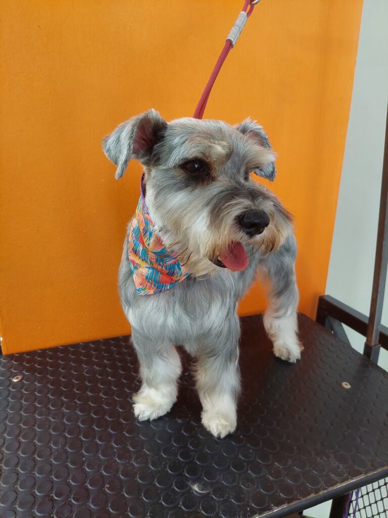 51630 pet house acuario grooming y accesorios 768x1024