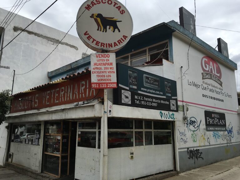 51638 mascotas veterinaria oaxaca 768x576