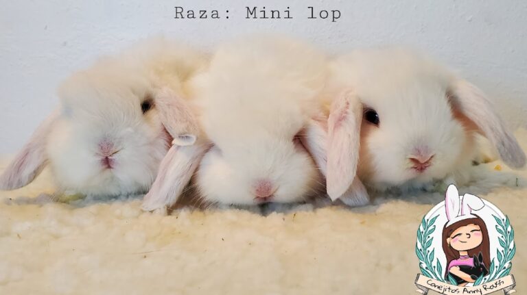 51700 conejitos anny rouss 768x431