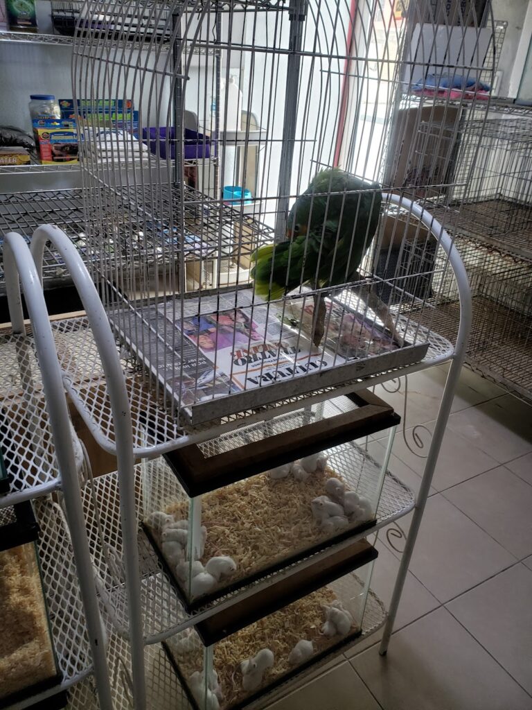 51738 la casita del roedor 768x1024