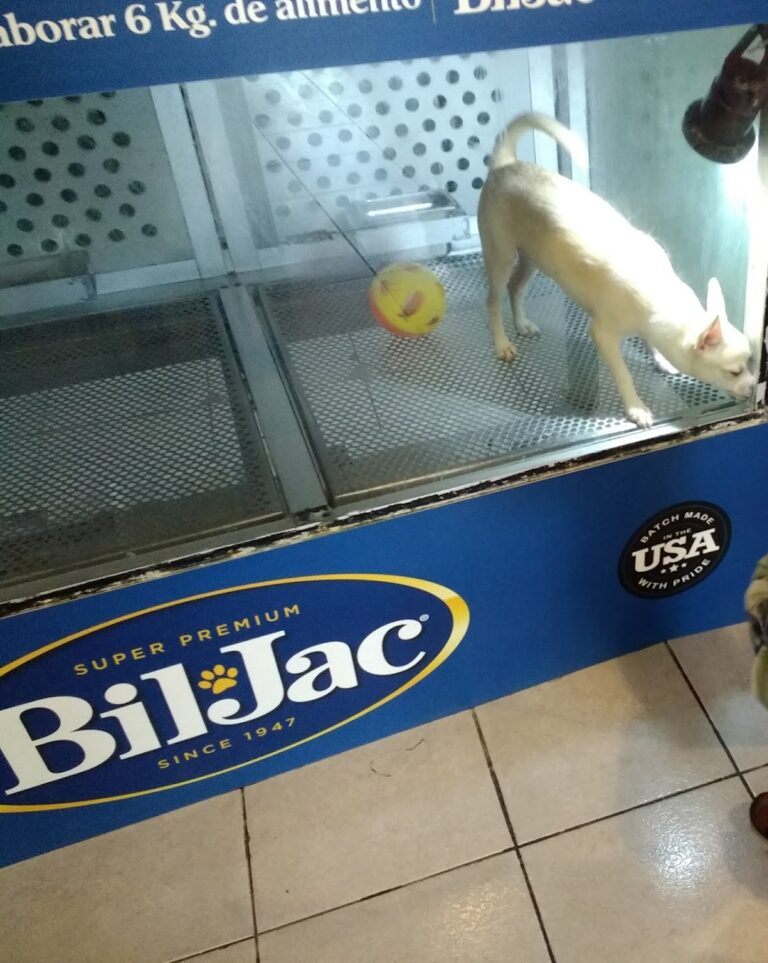 51754 milmascotas 768x963