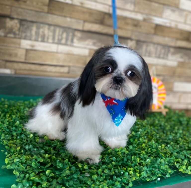 51760 pets mall spa reynosa 768x756