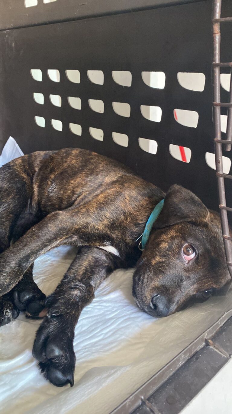 51766 casa de las mascotas coatza 768x1365