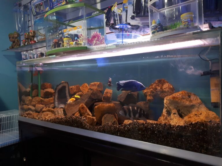 51776 acuario planeta azul 768x576