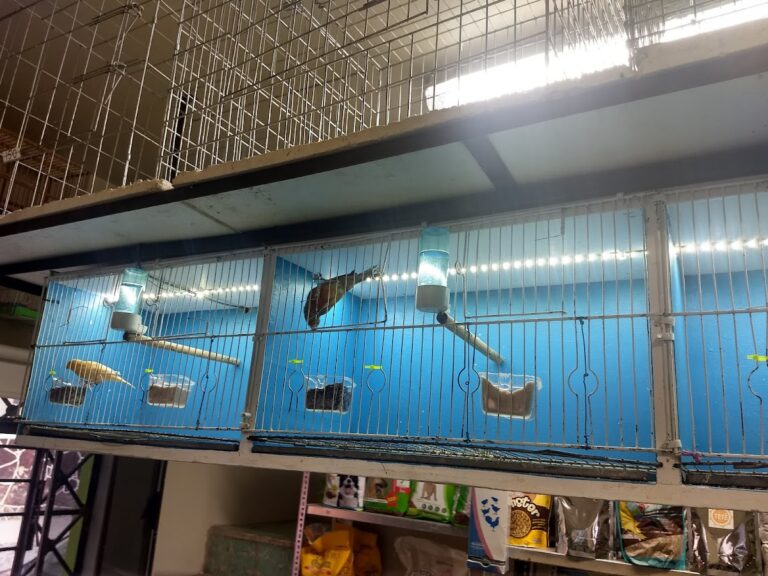 51792 animal store 768x576