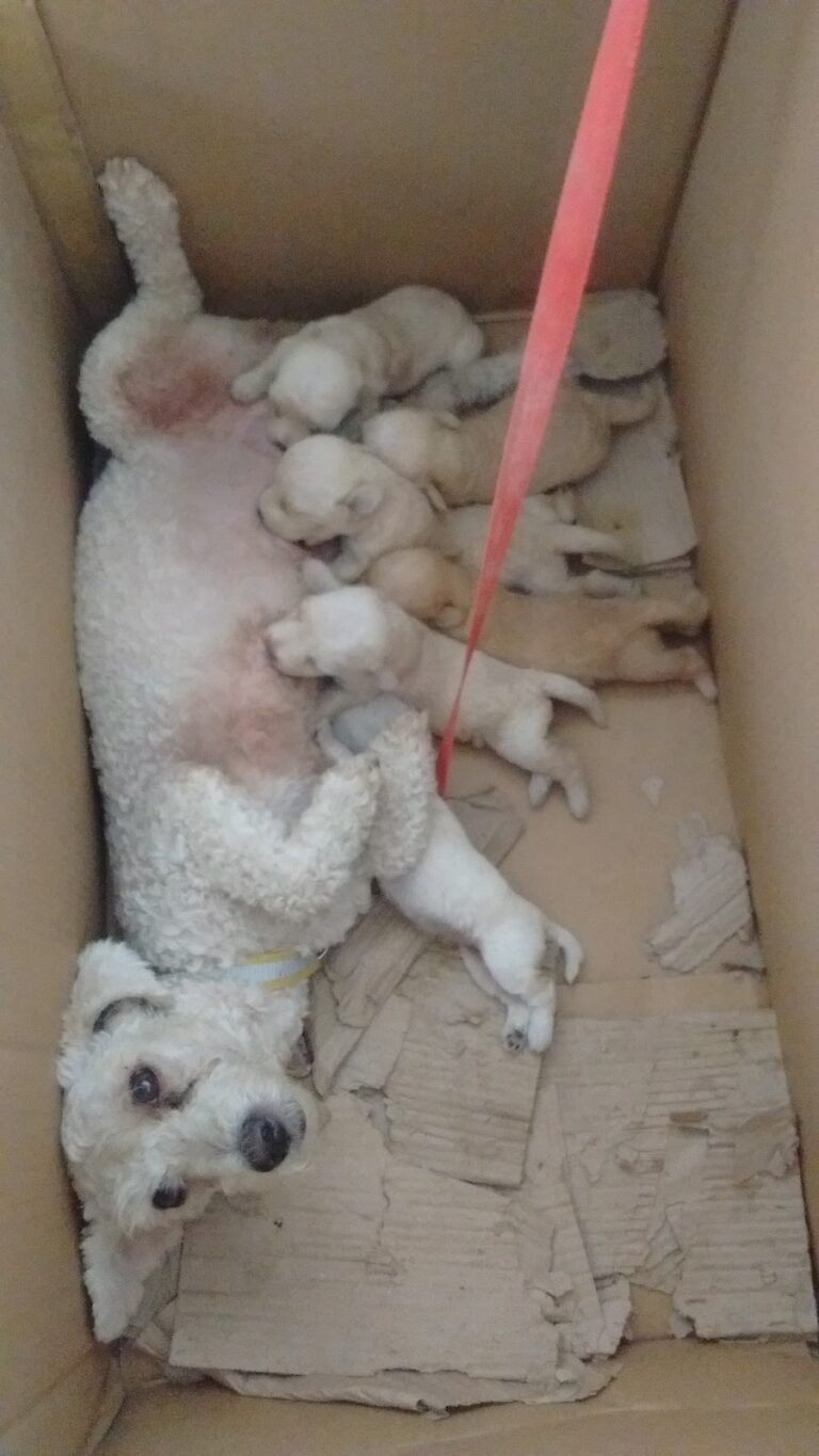 6557 ingenieria y arquitectura constructiva wiliam de jesus chi chiquil 768x1365