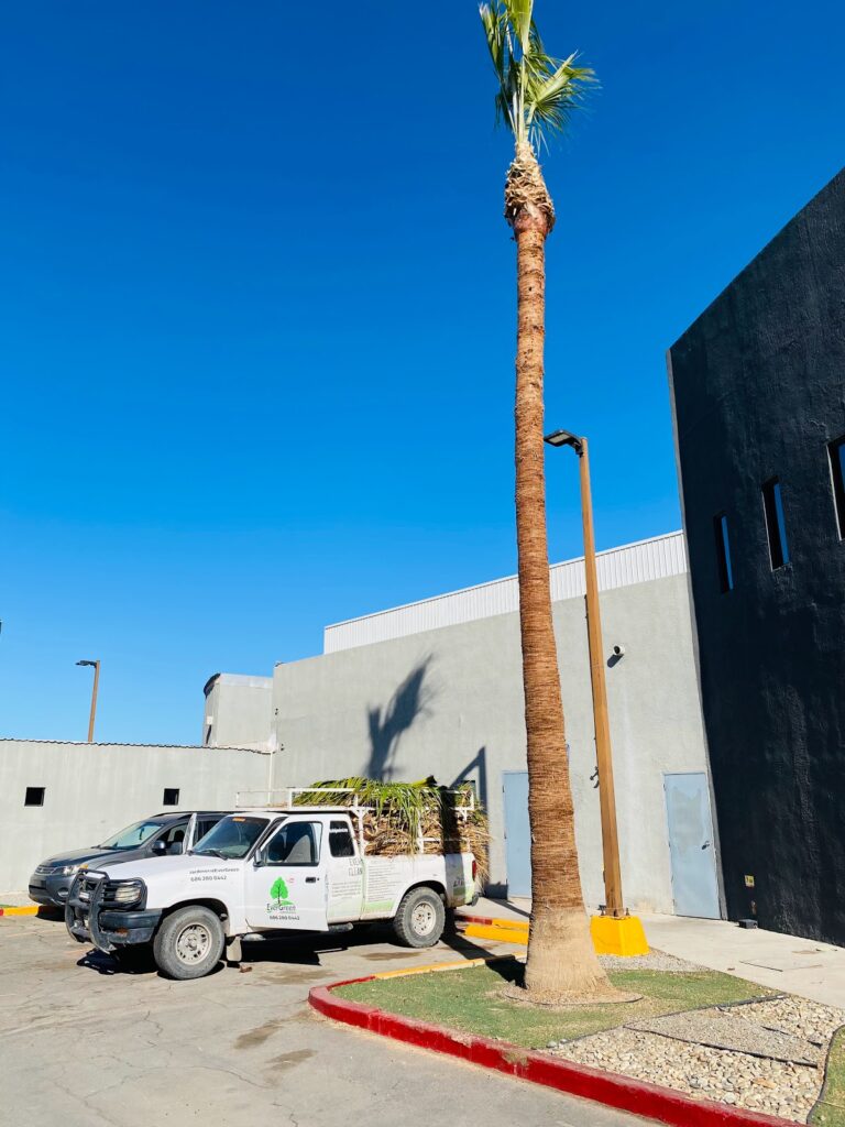 8042 jardineria evergreen mexicali 768x1024