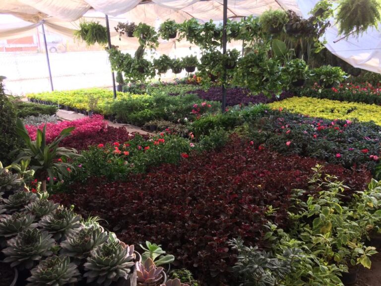 8148 vivero el rincon del viejo 768x576