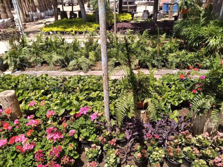 8150 vivero jardin monclova 768x576