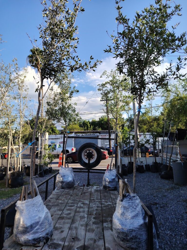 8157 don encino 768x1024