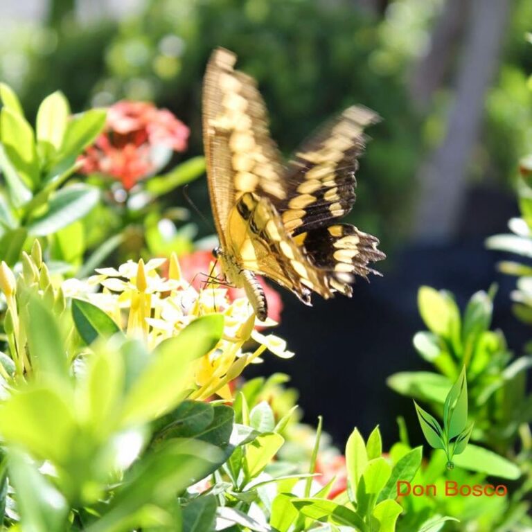 8164 vivero don bosco 768x768