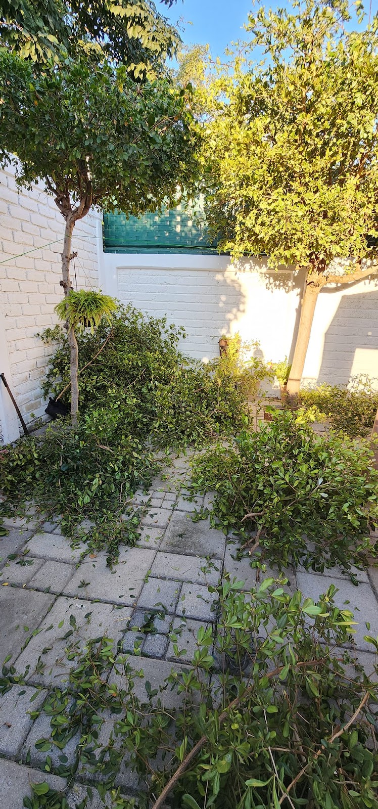 8177 jardineros manzanillo