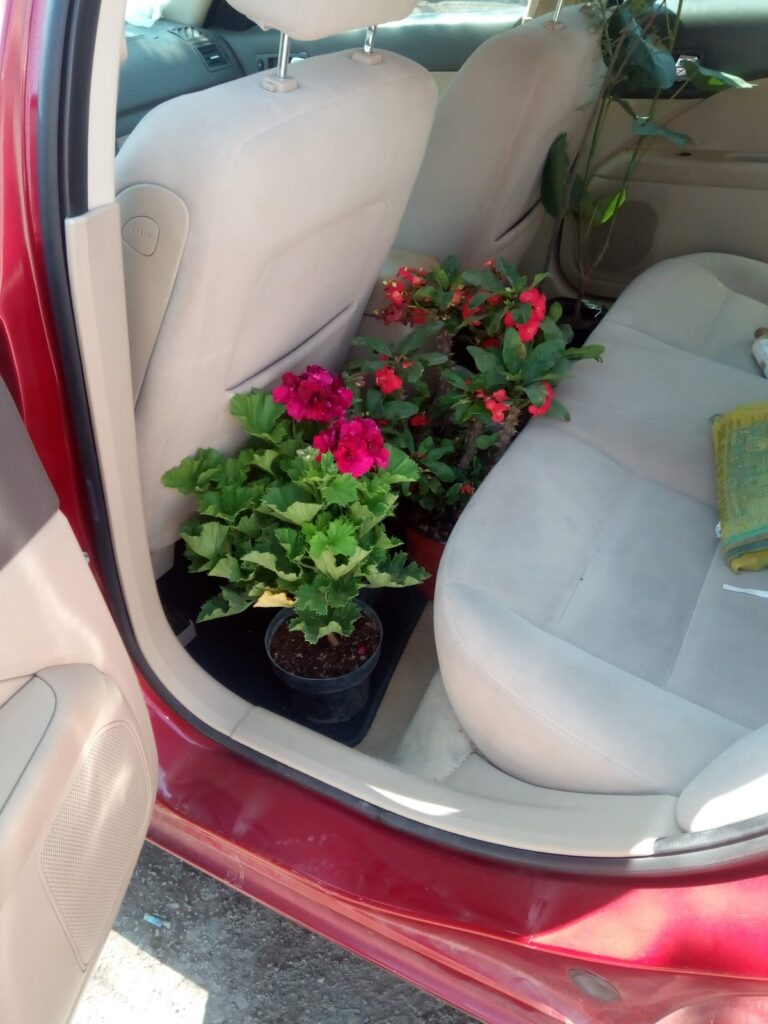 8196 vivero cisneros 768x1024