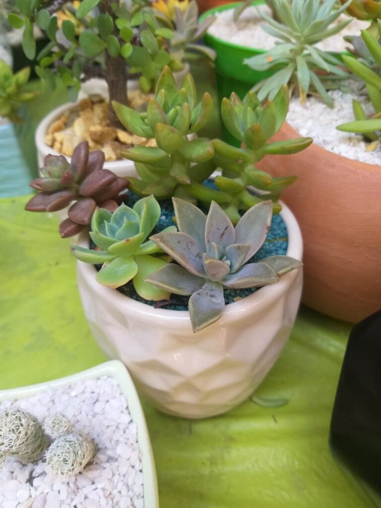 8214 servicio de jardineria takashi 768x1024