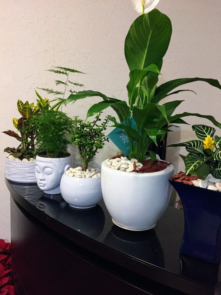 8242 casa brava 768x1024