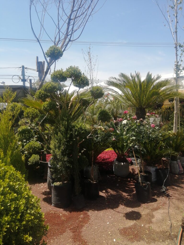 8244 vivero altamirano 768x1024