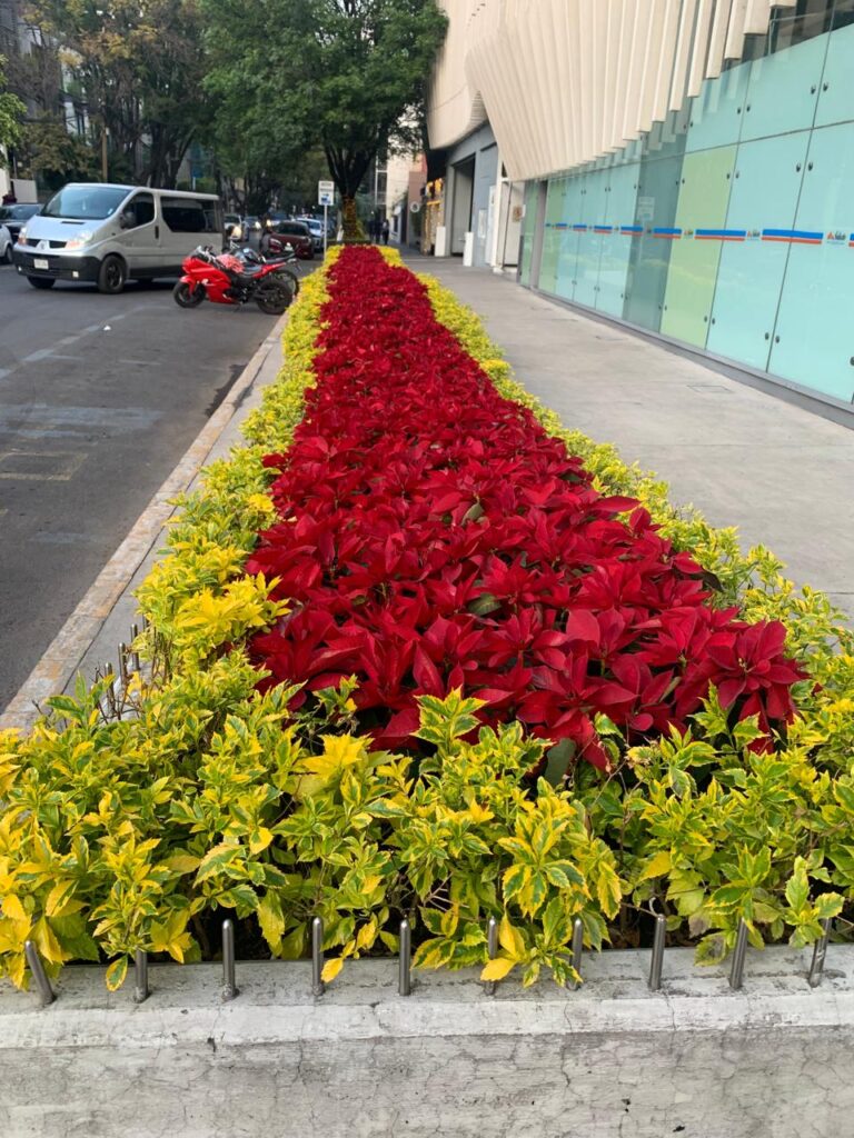 8291 jardify jardineria y paisajismo tecamachalco 768x1024