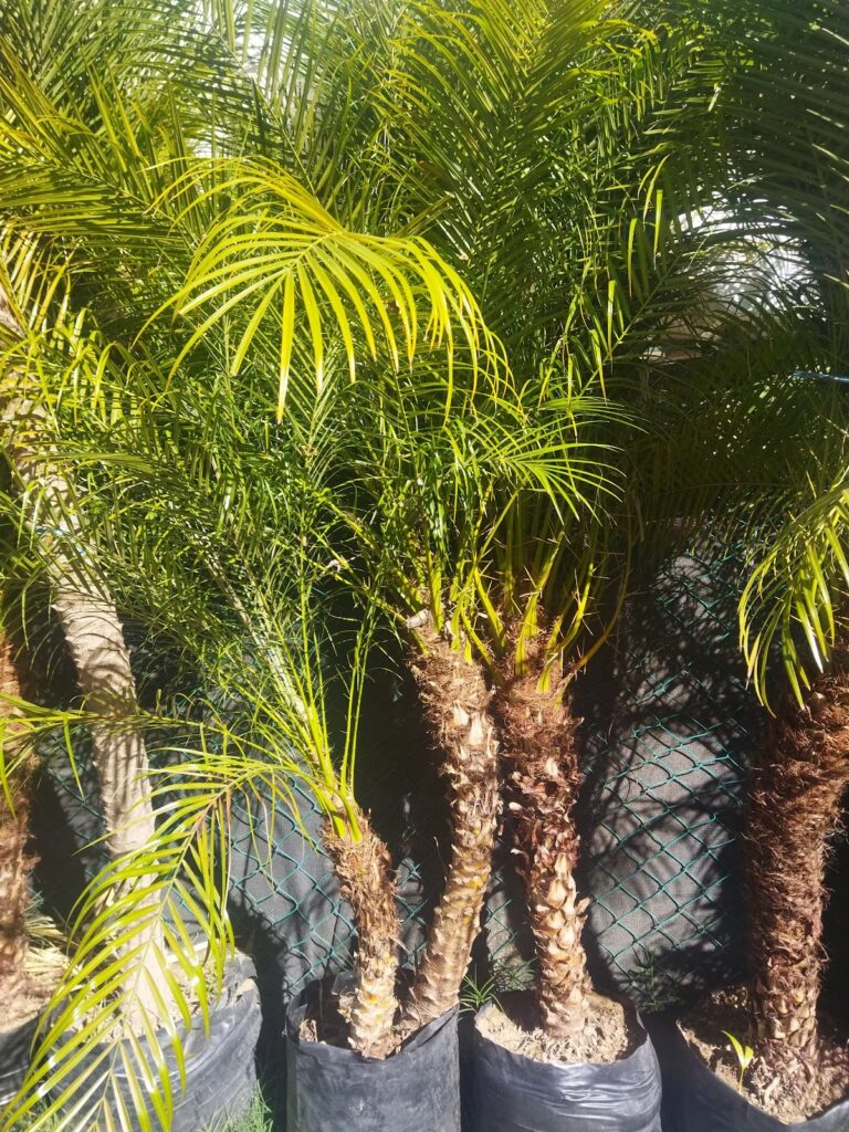 8299 area jardinera 768x1024