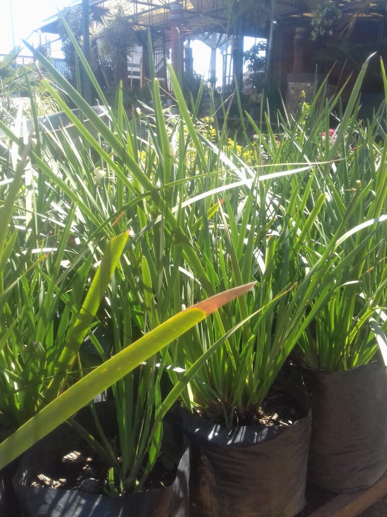 8308 vivero ploryfrur 768x1024