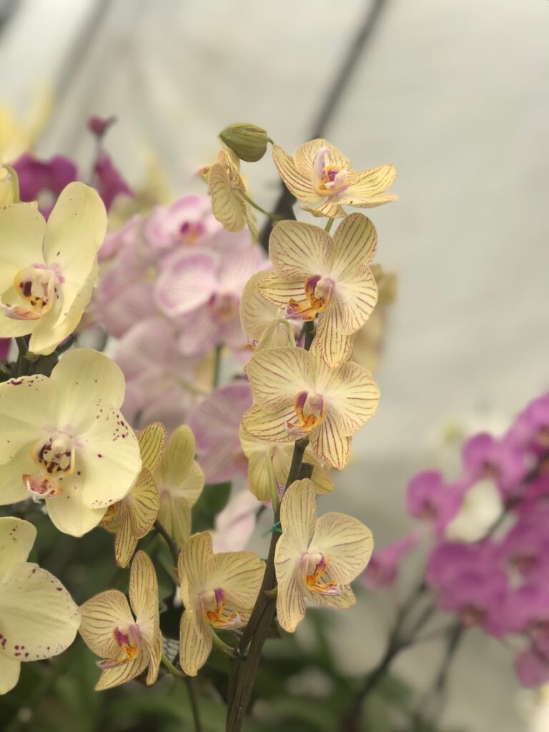 8322 el gran jardinero 768x1024