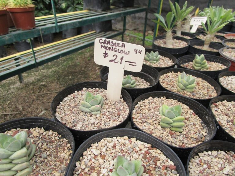 8335 ornamentales de cuautla s.p.r de r.l 768x576