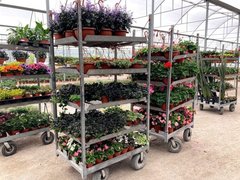 8337 floramundo s.a. de c.v 768x576