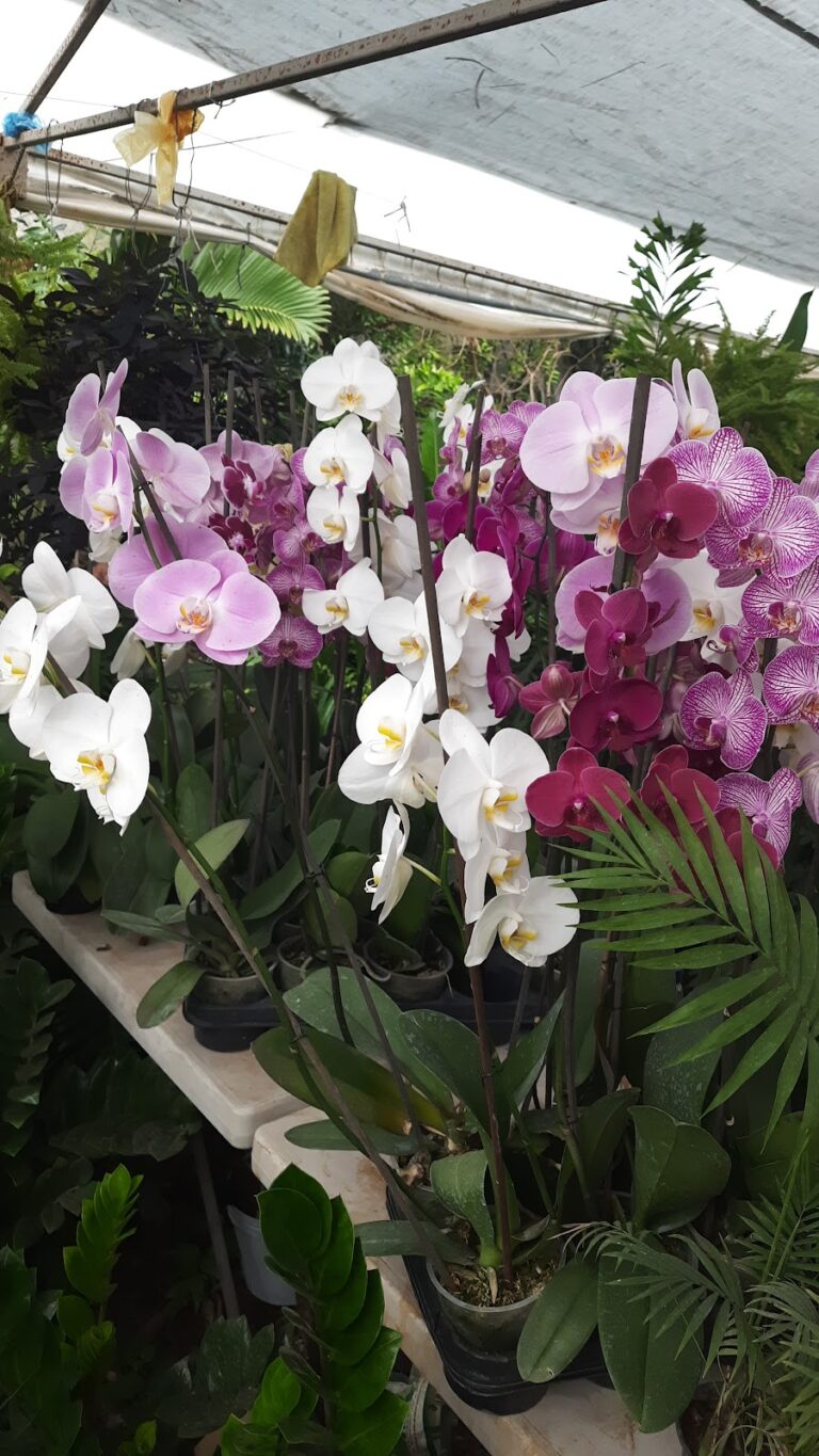 8339 viveros villanueva 768x1365