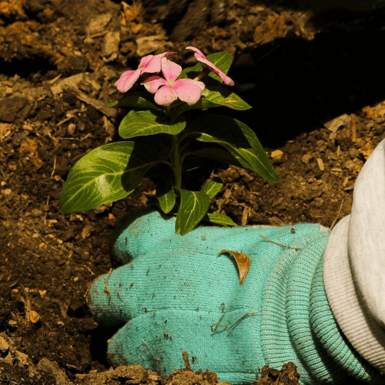 8411 la vida verde jardineria sistema de riego y diseno poda de arboles limpieza de terrenos paisajismo queretaro 768x768
