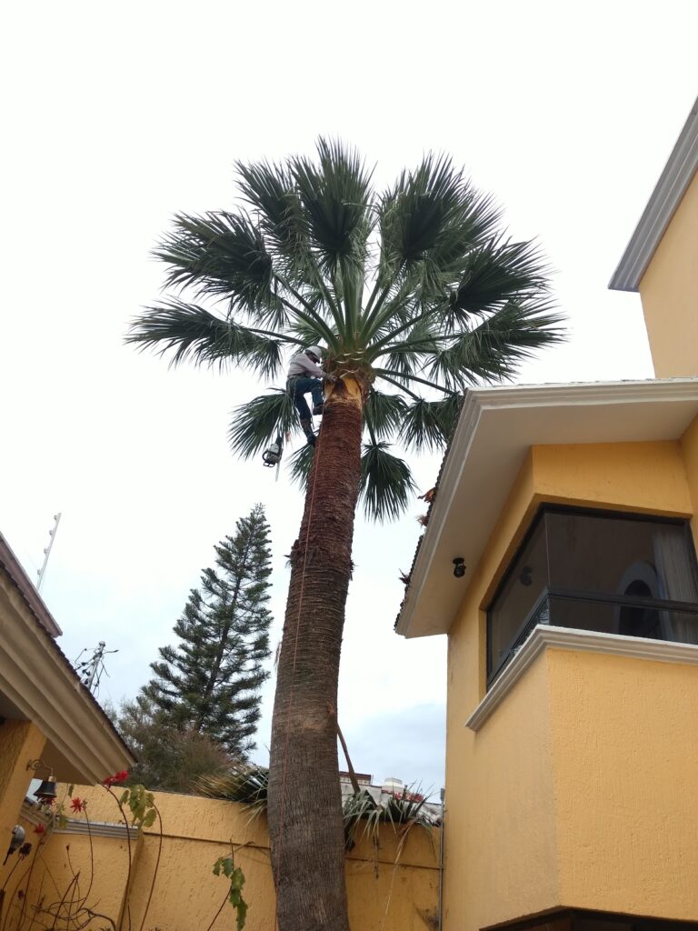 8415 poda de arboles y palmeras queretaro 768x1024