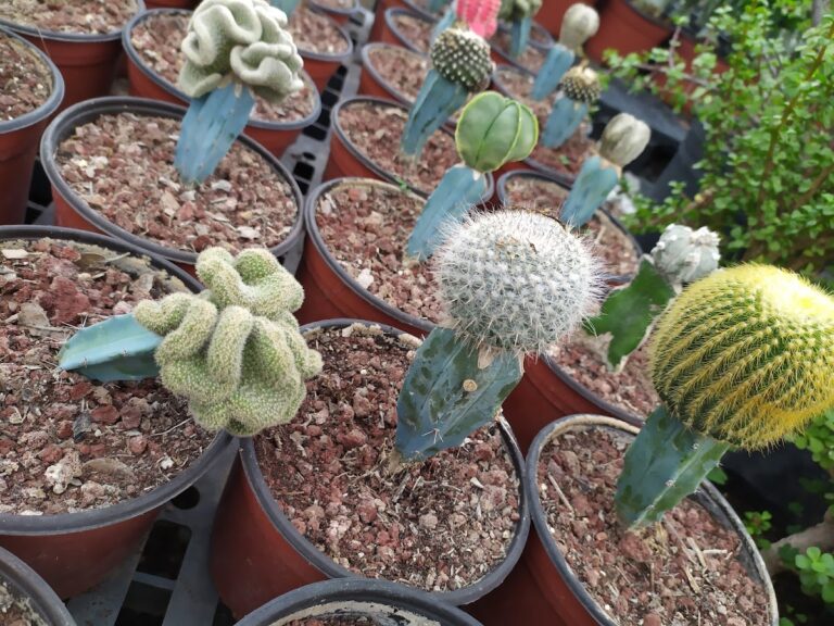 8453 centro jardinero bugambilias 768x576