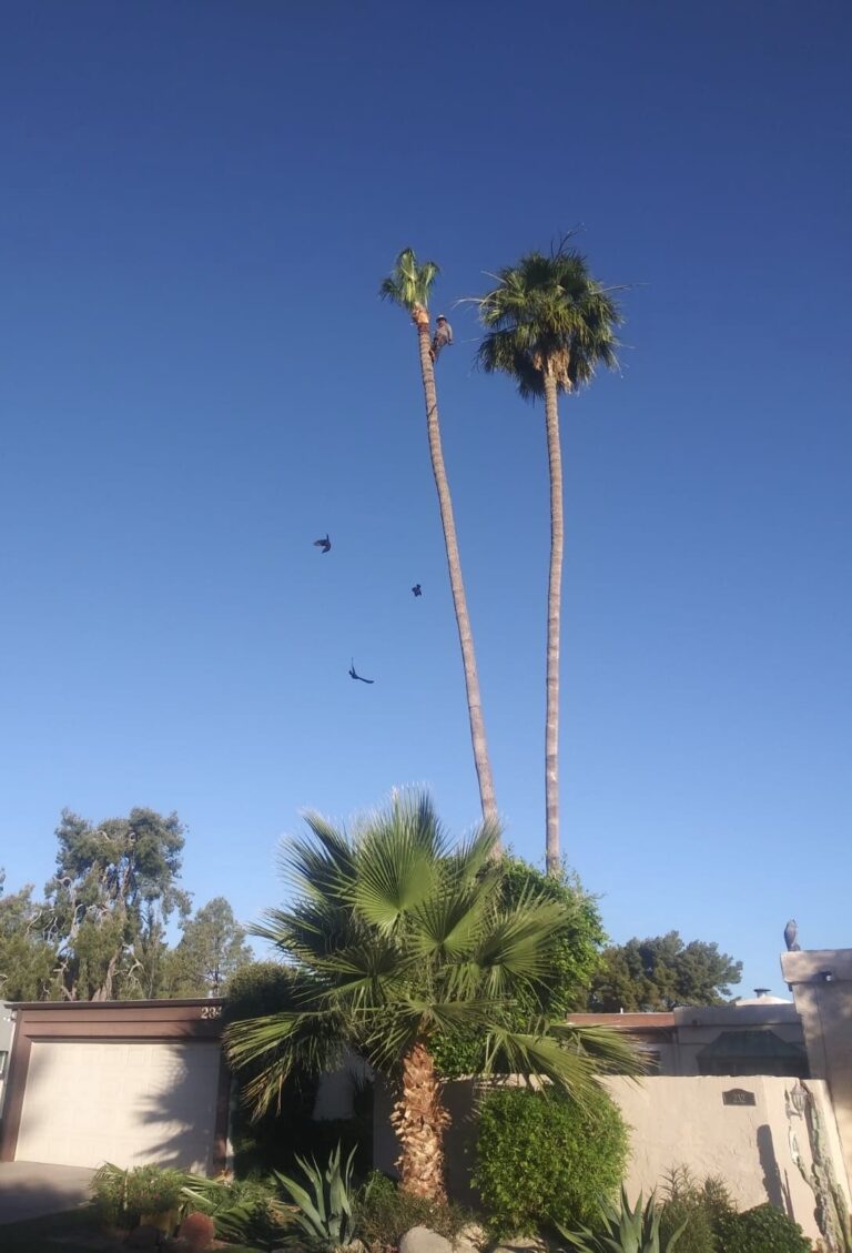 8481 poda de palma y arboles jardineria general 768x1129