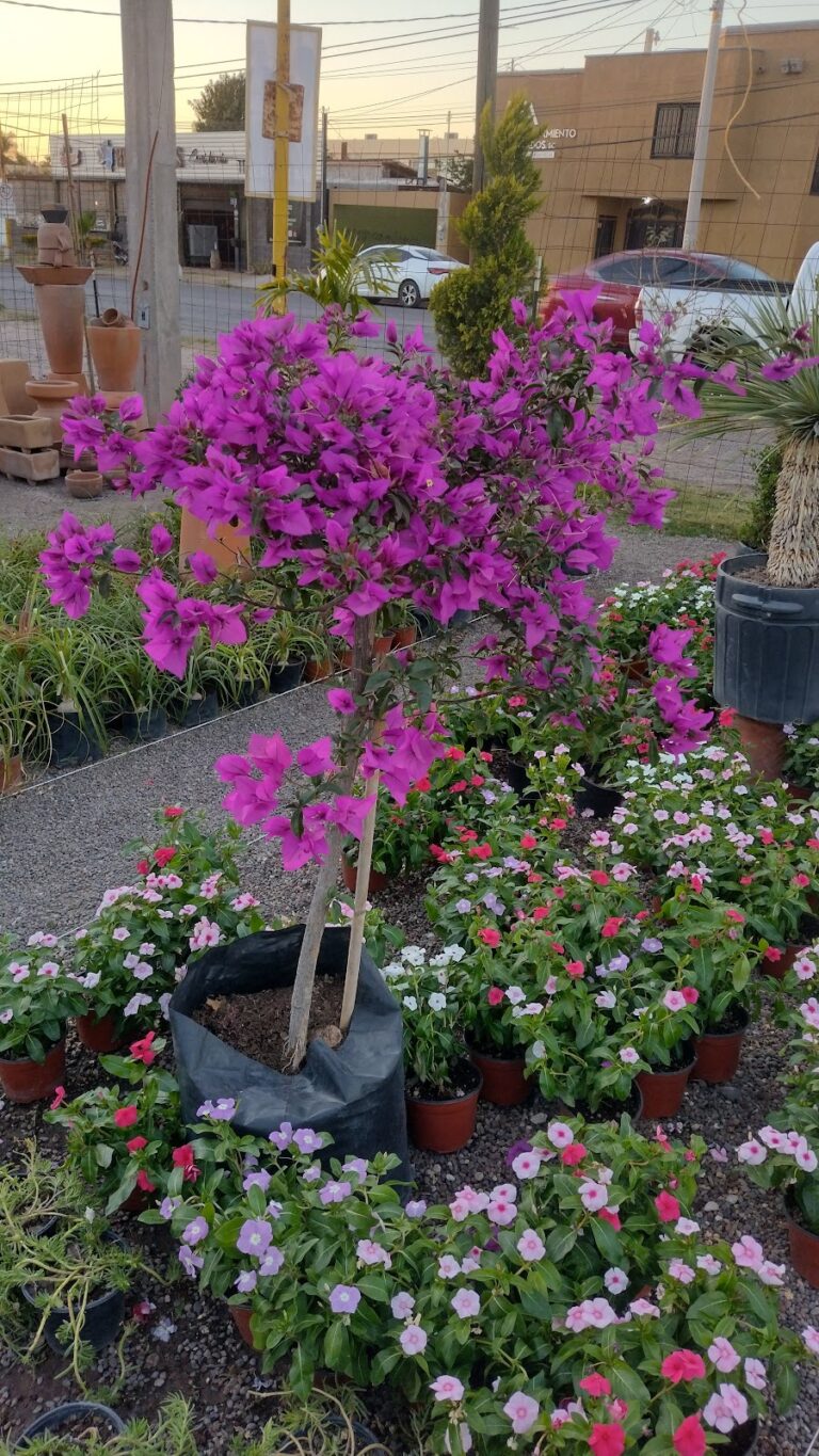 8493 vivero la jungla 768x1365